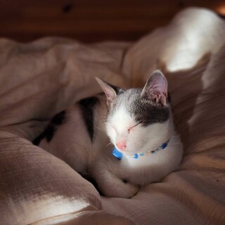 人懐っこいハチワレ子猫