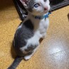人懐っこいハチワレ子猫 サムネイル3