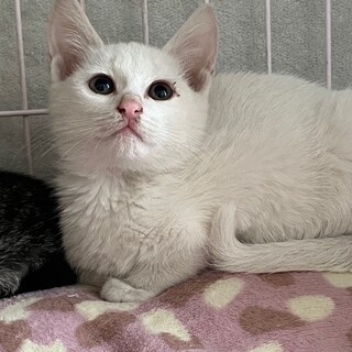 白子猫のミズナくん