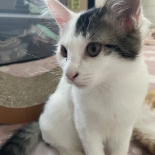 三毛猫ママから産まれた3兄妹
