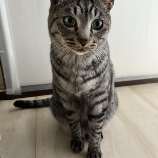 ちょっとビビリの甘えんボーイ、キジトラくん