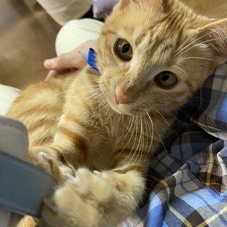 可愛い茶トラくん