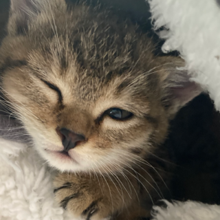 元気いっぱい可愛い仔猫ちゃん！