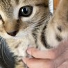 元気いっぱい可愛い仔猫ちゃん！ サムネイル3