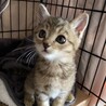 元気いっぱい可愛い仔猫ちゃん！ サムネイル4