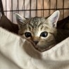 元気いっぱい可愛い仔猫ちゃん！ サムネイル6