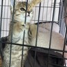 元気いっぱい可愛い仔猫ちゃん！ サムネイル7