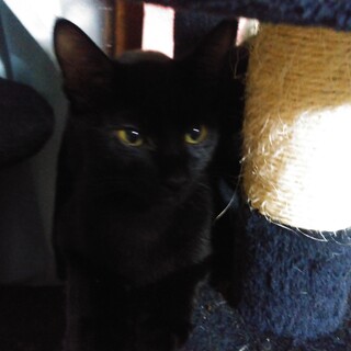 黒２匹♂　リアルジジw