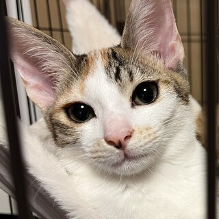 2023年6月生まれ◇ハンモック大好き三毛ちゃん♀