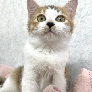 ゆめちゃん♀姉妹一緒の譲渡希望(ひなちゃん)保護猫