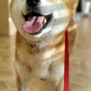 募集一時停止中です