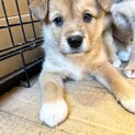 母犬から受け継いだ５兄妹　たあくん　オス　２ヶ月