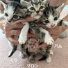 4ヶ月　白キジ猫　わんぱく　くりちゃん サムネイル2