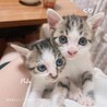 4ヶ月　白キジ猫　わんぱく　くりちゃん サムネイル3
