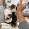 4ヶ月　白キジ猫　わんぱく　くりちゃん サムネイル4