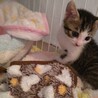 4ヶ月　白キジ猫　わんぱく　くりちゃん サムネイル5