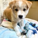 母犬から受け継いだ５兄妹　モトくん　オス　２ヶ月