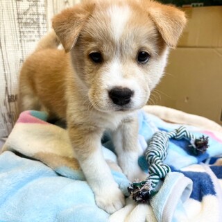 母犬から受け継いだ５兄妹　モトくん　オス　２ヶ月
