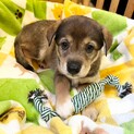 母犬から受け継いだ５兄妹　カジくん　オス　２ヶ月