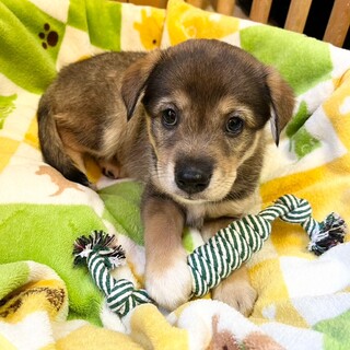 母犬から受け継いだ５兄妹　カジくん　オス　２ヶ月