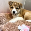 母犬から受け継いだ５兄妹　ひめちゃん　メス　２ヶ月