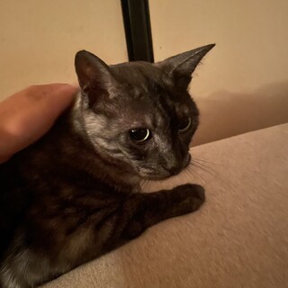 ずっと可愛がってくださる方を募集します