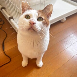 4/28荒川区荒川公園譲渡会参加予定　ぷーちゃん