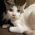 模様もお顔も完璧美人！三毛猫のリンちゃん