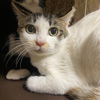 模様もお顔も完璧美人！三毛猫のリンちゃん