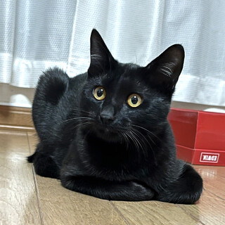 毛並みツヤツヤな男の子★アオ（6ヶ月）