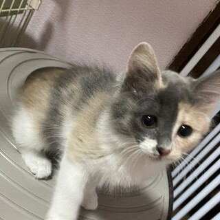 パステル三毛　3ヶ月　かぎしっぽ