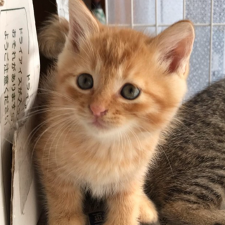 中止（お申し込みあり）兄弟一緒に譲渡希望です。