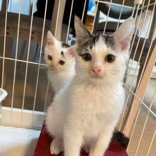 野良猫の生後1ヶ月半兄弟子猫を保護しました。