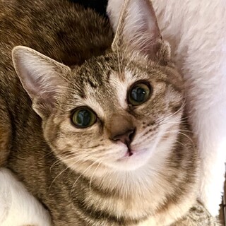 2023年6月生まれ◇ぱっちりお目目のサビちゃん♀