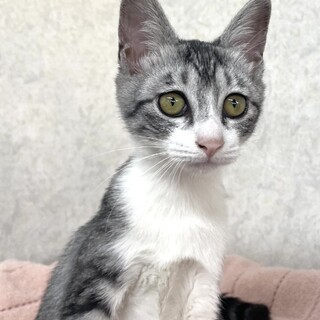 綺麗な柄♀ちひろちゃん※姉妹(茜)で譲渡希望