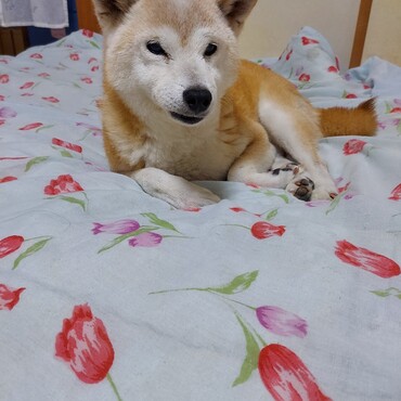 ♥️うにちゃん♥️Happy Birthdayo(*⌒―⌒*)o