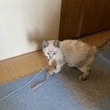 とっても元気なメス子猫ちゃん