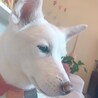 izucoro