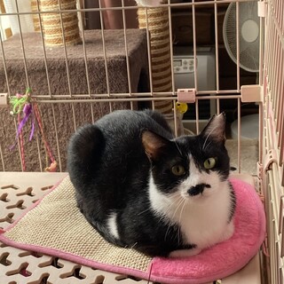 はちわれ親子のちゃーちゃん＆よっちゃん