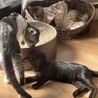 カナぽ