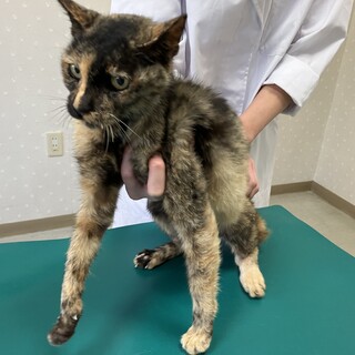 交通事故猫。飼い主が見つかりました。