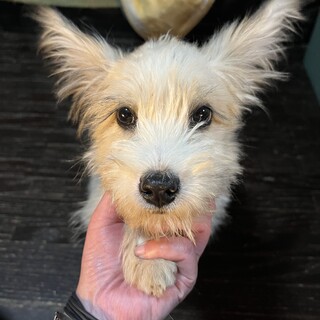 テリア系女の子