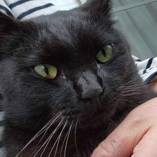 お膝大好き甘々のエイズ陽性くん。