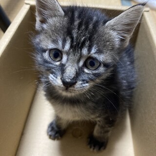 アメショっぽいクロキジの女の子【チルチル】です