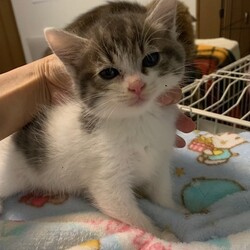 猫の譲渡会＠猫の保健室Mucho サムネイル2