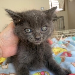 猫の譲渡会＠猫の保健室Mucho サムネイル3