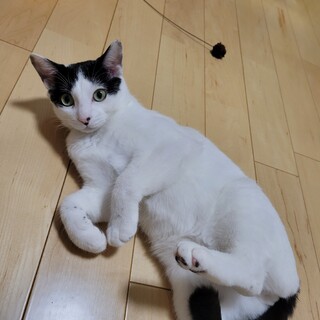 ビビりだけど甘えたくて仕草の可愛い白黒男子