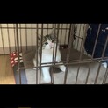 雑種の子猫