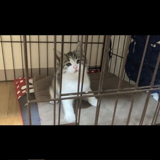 雑種の子猫