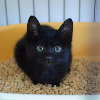 【11/19譲渡会】守ってほしい男★もっと君